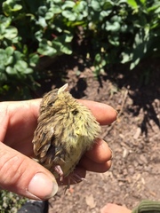 Emberiza citrinella