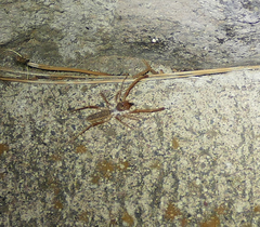 Eremobatinae