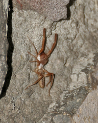Eremobatinae