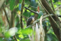 Cacomantis variolosus