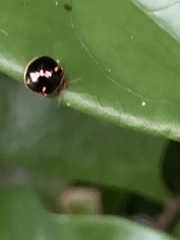 Coptosoma xanthogramma