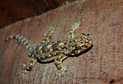 Hemidactylus platyurus