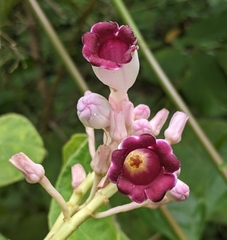Amalocalyx microlobus