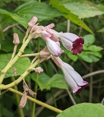 Amalocalyx microlobus