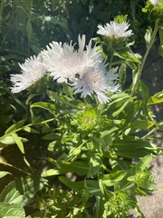 Stokesia
