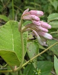 Amalocalyx microlobus
