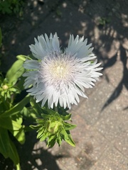 Stokesia