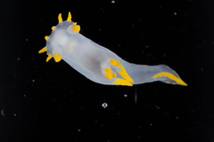 Polycera kernowensis