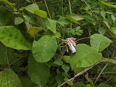 Amalocalyx microlobus