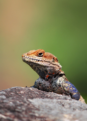Kashmir Rock Agama photo 2