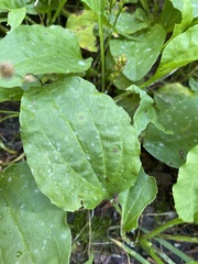 Plantago major