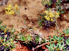 Ipomopsis spicata tridactyla