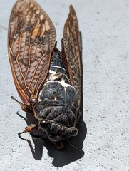 Graptopsaltria nigrofuscata