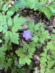 Geranium robertianum