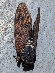 Graptopsaltria nigrofuscata
