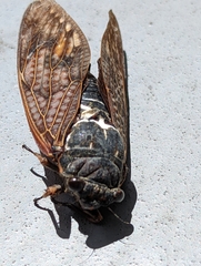 Graptopsaltria nigrofuscata