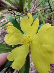 Hibbertia saligna