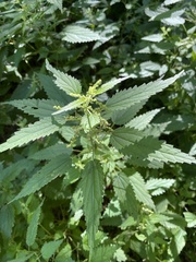 Urtica dioica