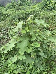 Solanum torvum image