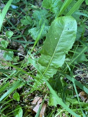 Taraxacum officinale