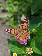 Vanessa cardui