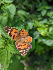 Vanessa cardui