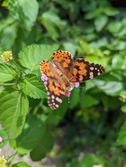 Vanessa cardui