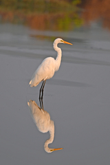 Ardea alba