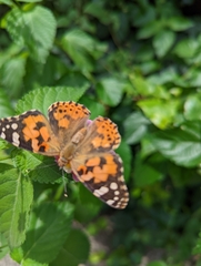 Vanessa cardui