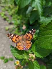 Vanessa cardui