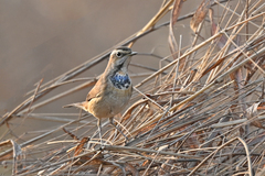 Luscinia svecica