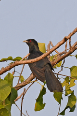 Eudynamys scolopaceus