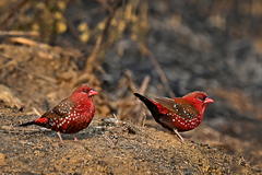 Amandava amandava