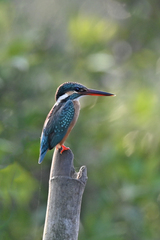 Alcedo atthis