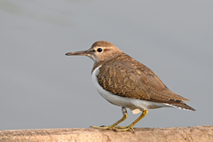 Actitis hypoleucos