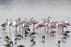 Phoenicopterus roseus
