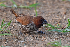 Lonchura punctulata