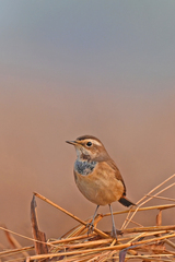 Luscinia svecica