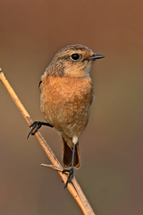 Saxicola maurus