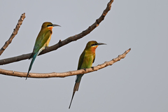 Merops philippinus