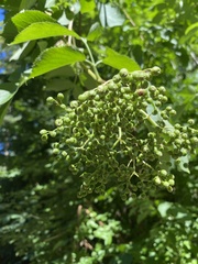 Sambucus nigra