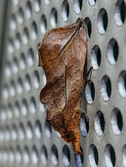 Oraesia emarginata