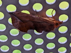 Oraesia emarginata