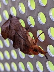 Oraesia emarginata