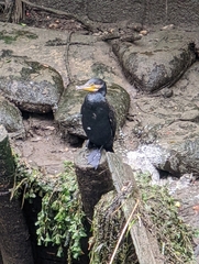 Phalacrocorax carbo hanedae
