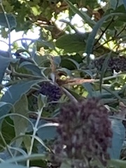 Argynnis paphia