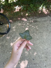 Hedera helix