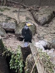 Phalacrocorax carbo hanedae
