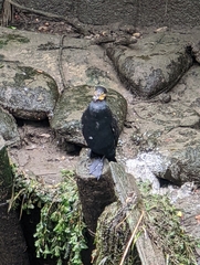 Phalacrocorax carbo hanedae