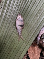 Striuntius lateristriga